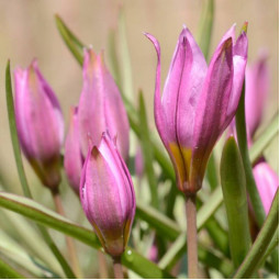 Тюльпан Ботанічний Humilis Тюльпан Ботанічний Humilis