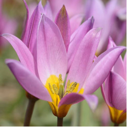Тюльпан Ботанічний Humilis Тюльпан Ботанічний Humilis