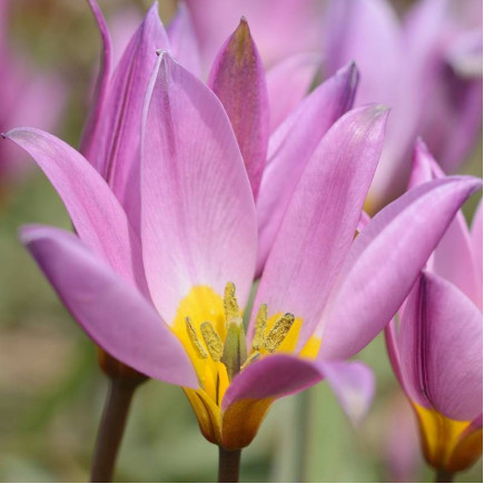 Тюльпан Ботанический Humilis