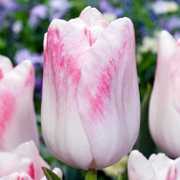 Тюльпан Тріумф Kyoko Takahashi