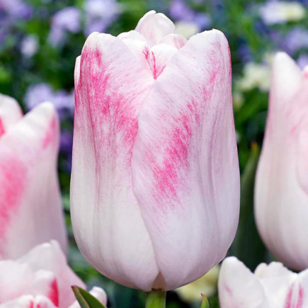 Тюльпан Тріумф Kyoko Takahashi