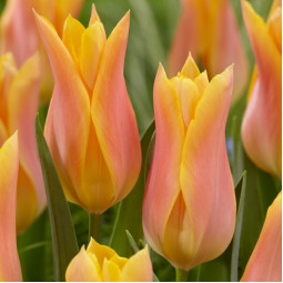 Тюльпан Лилиевидный Marianne