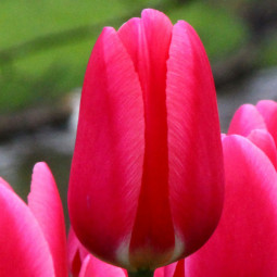 Тюльпан Гібрид Дарвіна Rosy Delight