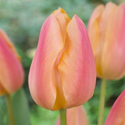 Тюльпан Триумф Apricot Favourite