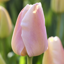 Тюльпан Дарвина Apricot Pride