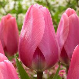 Тюльпан Дарвина Big Love