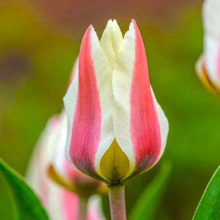 Тюльпан Фостера Border Legend