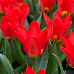 Тюльпан Фостера Copenhagen