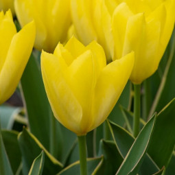 Тюльпан Фостера Easter Moon