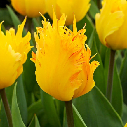 Тюльпан Дарвина Golden Leo