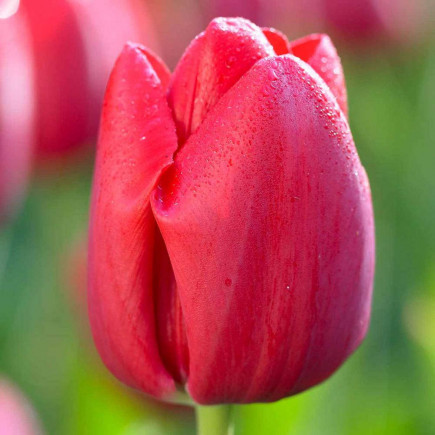 Тюльпан Триумф Heleen Valstar