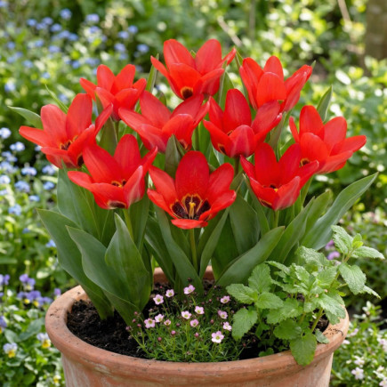 Тюльпан Грейга Job's Memory