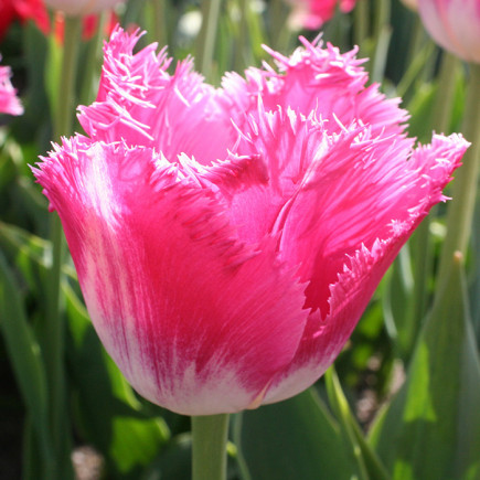 Тюльпан Оторочений Joy of Spring