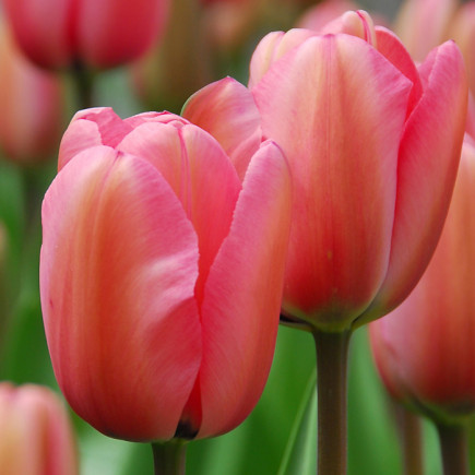 Тюльпан Дарвина Niigata