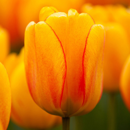 Тюльпан Дарвина Orange Lion