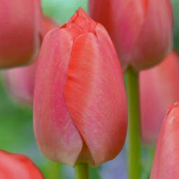 Тюльпан Дарвина Orange Pride