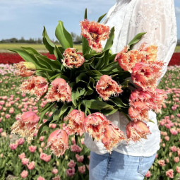 Тюльпан Оторочений Paleis Het Loo