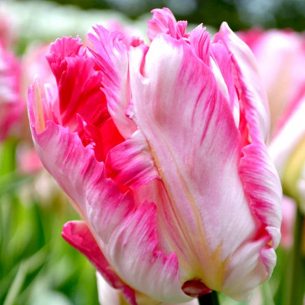 Тюльпан Папуговий Parrot Pinkvision