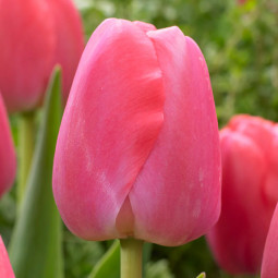 Тюльпан Дарвина Pink Pride