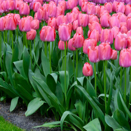 Тюльпан Дарвина Pink Pride