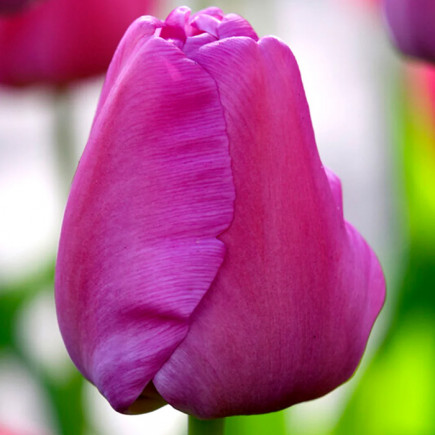 Тюльпан Дарвина Purple Pride