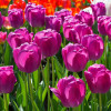 Тюльпан Дарвина Purple Pride