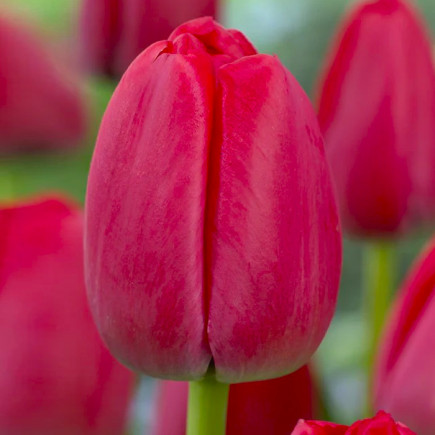 Тюльпан Дарвина Red Pride