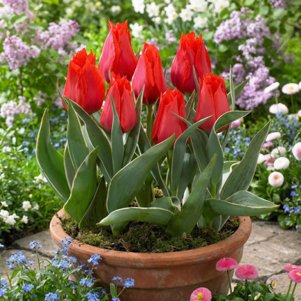 Тюльпан Грейга Rob Verlinden