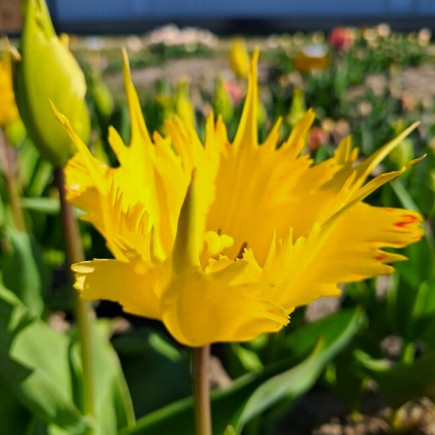 Тюльпан Дарвина Sunny Leo