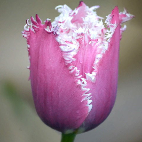 Тюльпан Бахромчатый Canova