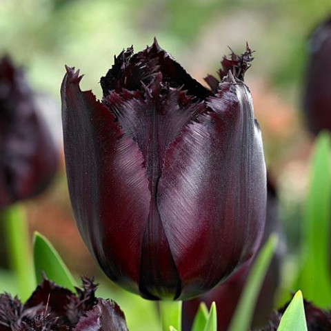 Тюльпан Бахромчатый Fringed Black