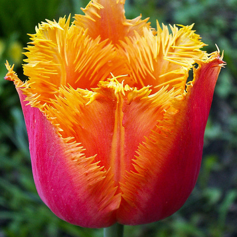 Тюльпан Бахромчатый Lambada