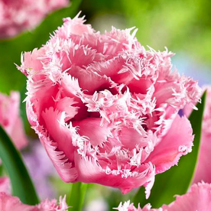Тюльпан Бахромчатый Pink Magic