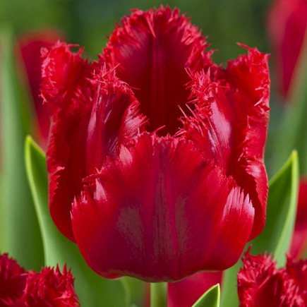 Тюльпан Бахромчатый Red Wing