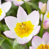 Тюльпан Ботанический Bakeri Lilac Wonder