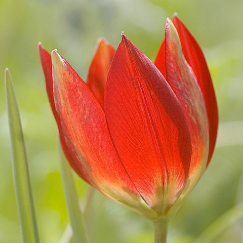 Тюльпан Ботанический Hageri