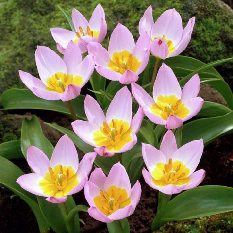 Тюльпан Ботанический Lilac Wonder