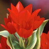Тюльпан Ботанический Praestans Unicum