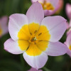 Тюльпан Ботанічний Saxatilis