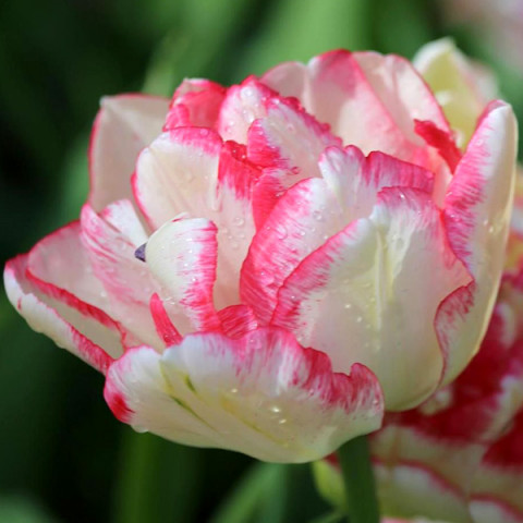 Тюльпан Махровый + Многоцветковый Cartouche