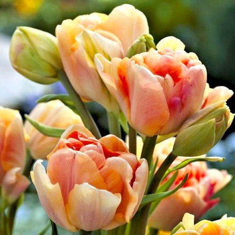 Тюльпан Махровий + Багатоквітковий Charming Beauty