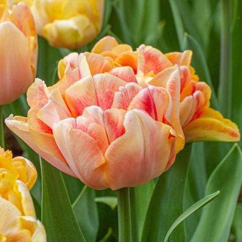 Тюльпан Махровый + Многоцветковый Charming Beauty