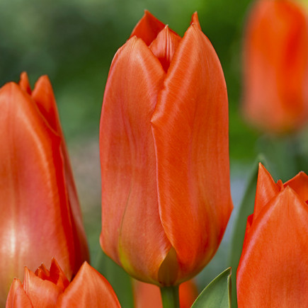 Тюльпан гибрид Фостера Orange Brilliant