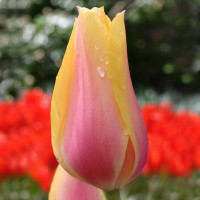 Тюльпан Гігантський Blushing Beauty