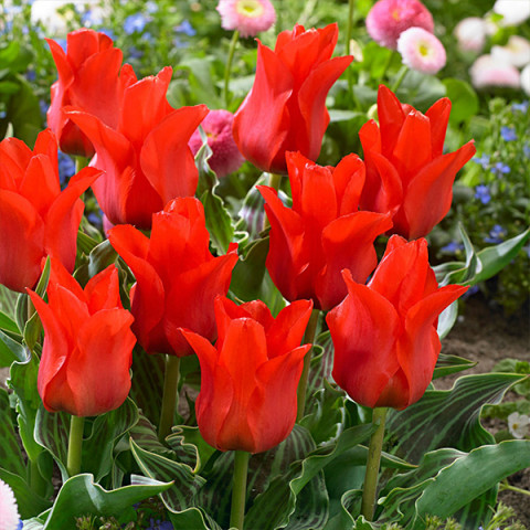 Тюльпан Грейга Oriental Beauty