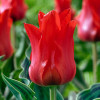 Тюльпан Грейга Oriental Beauty