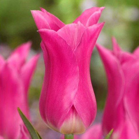 Тюльпан Лилиевидный China Pink