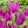 Тюльпан Лилиевидный Lilac Time
