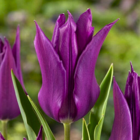 Тюльпан Лилиевидный Purple Dream