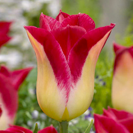 Тюльпан Лилиевидный Romano